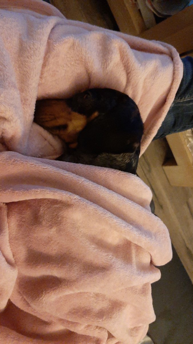 OnlyMe1D's tweet image. Lazy evening watching tv with the dog