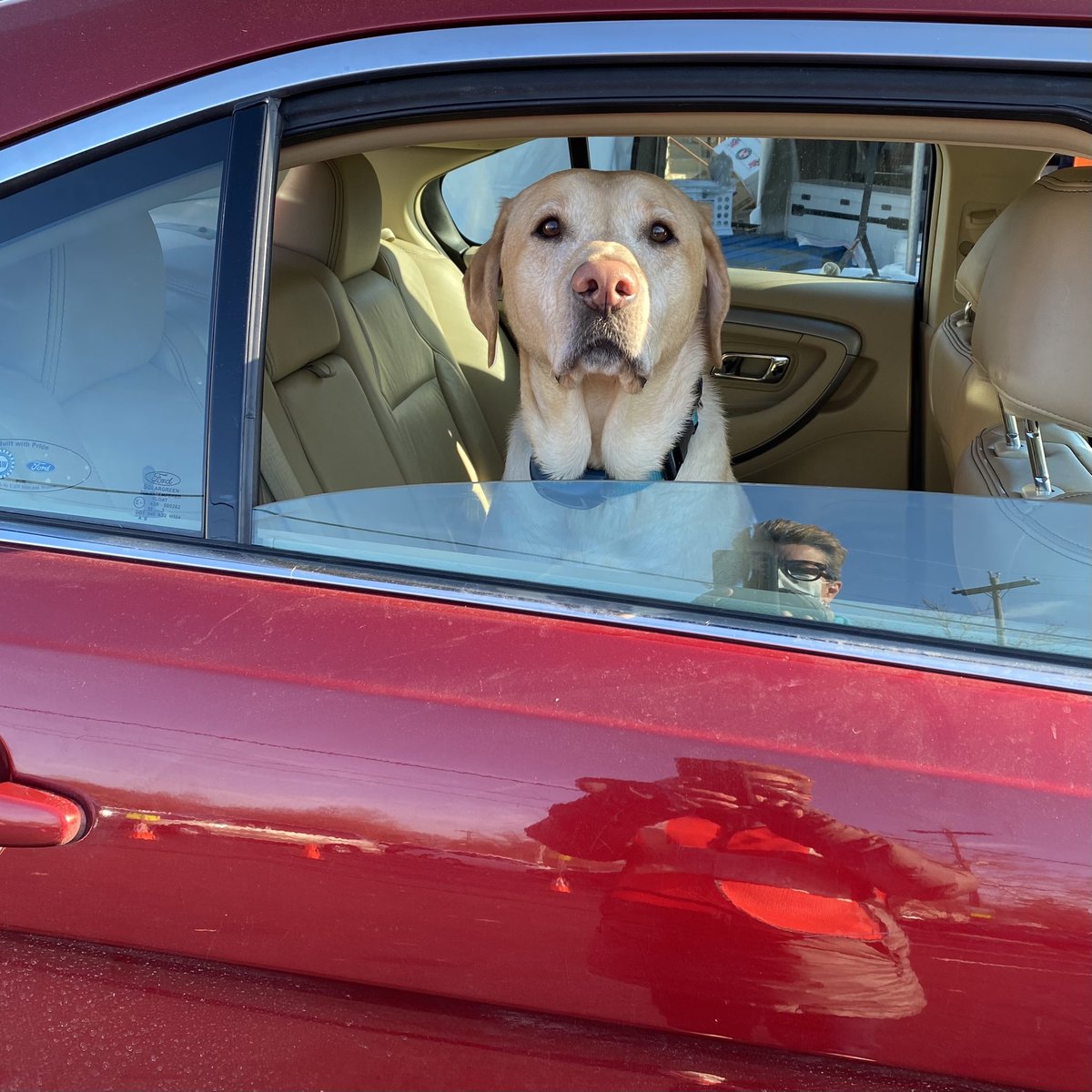 everydayrev's tweet photo. This is *****. His person said I could not use his name on SM but he is a sweet boy, extremely serious, and a very straight sitter. ❤️
#PetsofH2H
#CovidCompanions https://t.co/B4BEDQwGkW