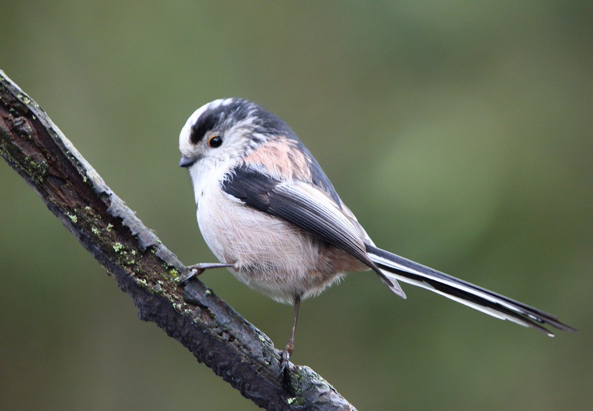 Rob Fergie tweet media