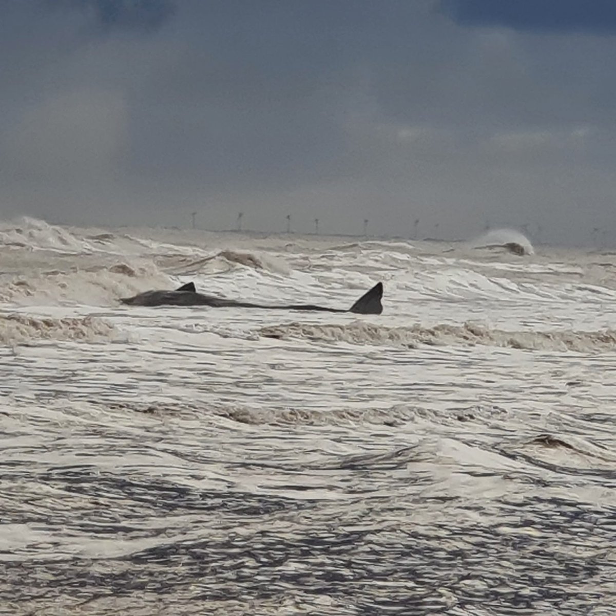 Further updates on the sperm whale mass stranding event, following our work onsite last week. After discussion with  @BdmlrYorksLincs colleagues, we now believe seven sperm whales live stranded around Withernsea on Christmas Eve, not ten as some reports mentioned  #CSIoftheSea