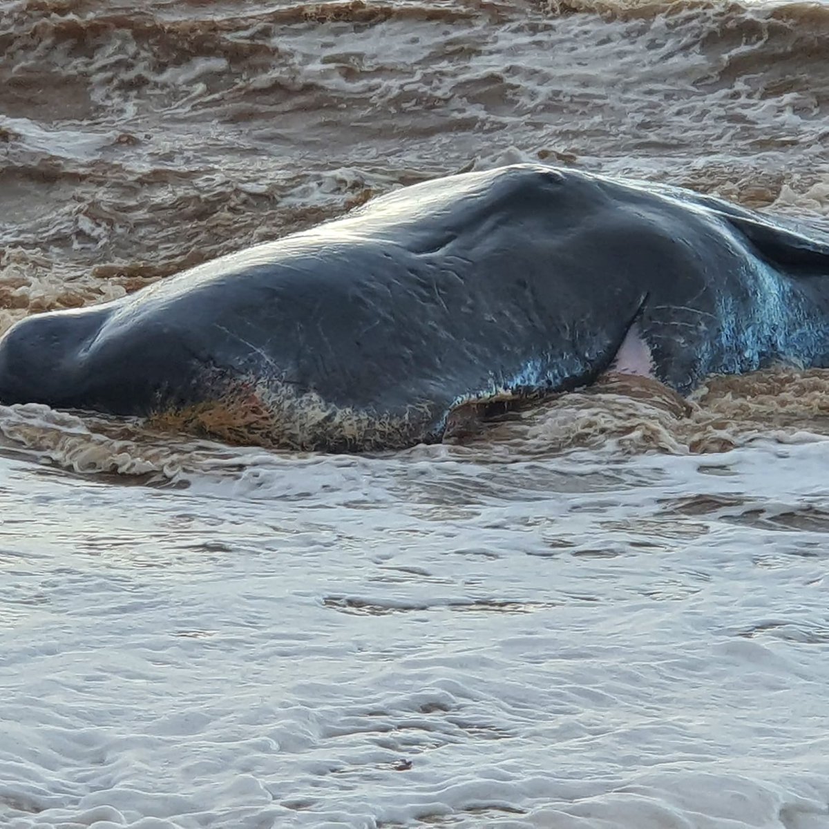 Further updates on the sperm whale mass stranding event, following our work onsite last week. After discussion with  @BdmlrYorksLincs colleagues, we now believe seven sperm whales live stranded around Withernsea on Christmas Eve, not ten as some reports mentioned  #CSIoftheSea