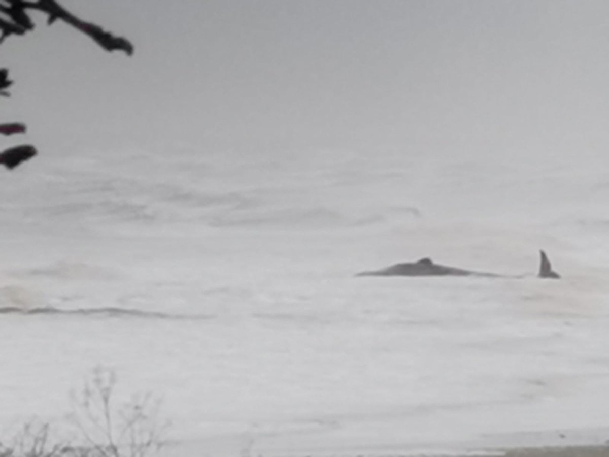 Further updates on the sperm whale mass stranding event, following our work onsite last week. After discussion with  @BdmlrYorksLincs colleagues, we now believe seven sperm whales live stranded around Withernsea on Christmas Eve, not ten as some reports mentioned  #CSIoftheSea