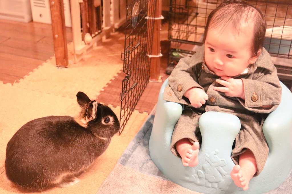 おすわり練習 Twitter Search Twitter