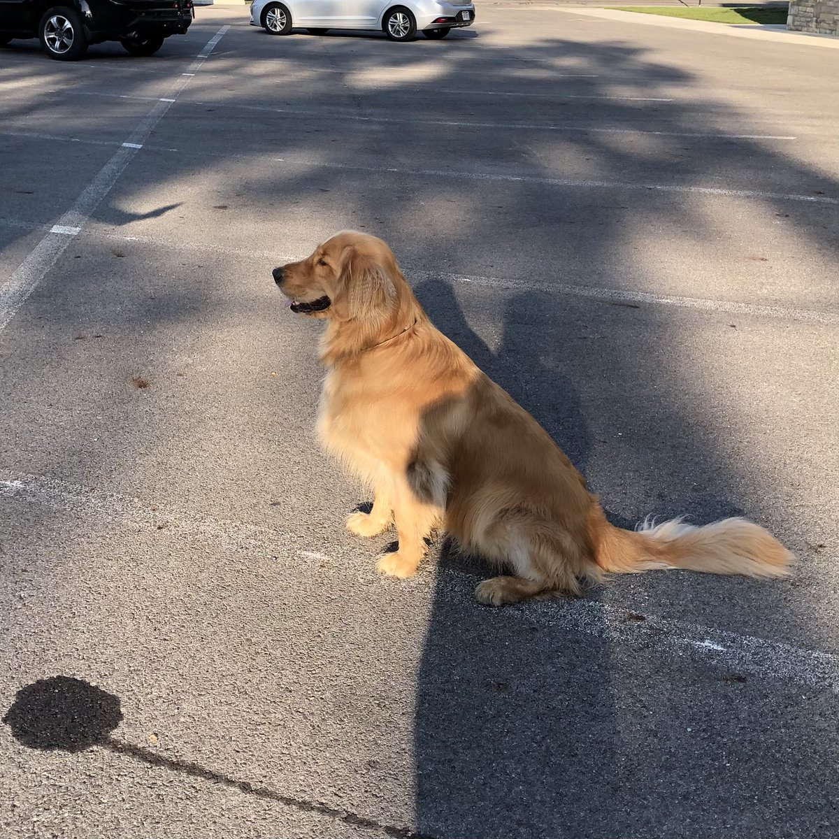 everydayrev's tweet photo. This is Max. He is three years old and always wears a smile. He loves to run around, stick his face in the coolers, smell all the smells, eat sticks, and exude joy.
He’s also very good at sitting. ❤️
#PetsofH2H
#CovidCompanions https://t.co/d16iIhnMh8