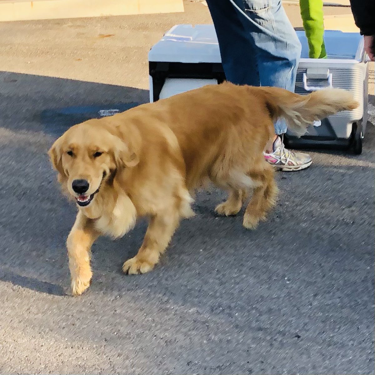 everydayrev's tweet photo. This is Max. He is three years old and always wears a smile. He loves to run around, stick his face in the coolers, smell all the smells, eat sticks, and exude joy.
He’s also very good at sitting. ❤️
#PetsofH2H
#CovidCompanions https://t.co/d16iIhnMh8