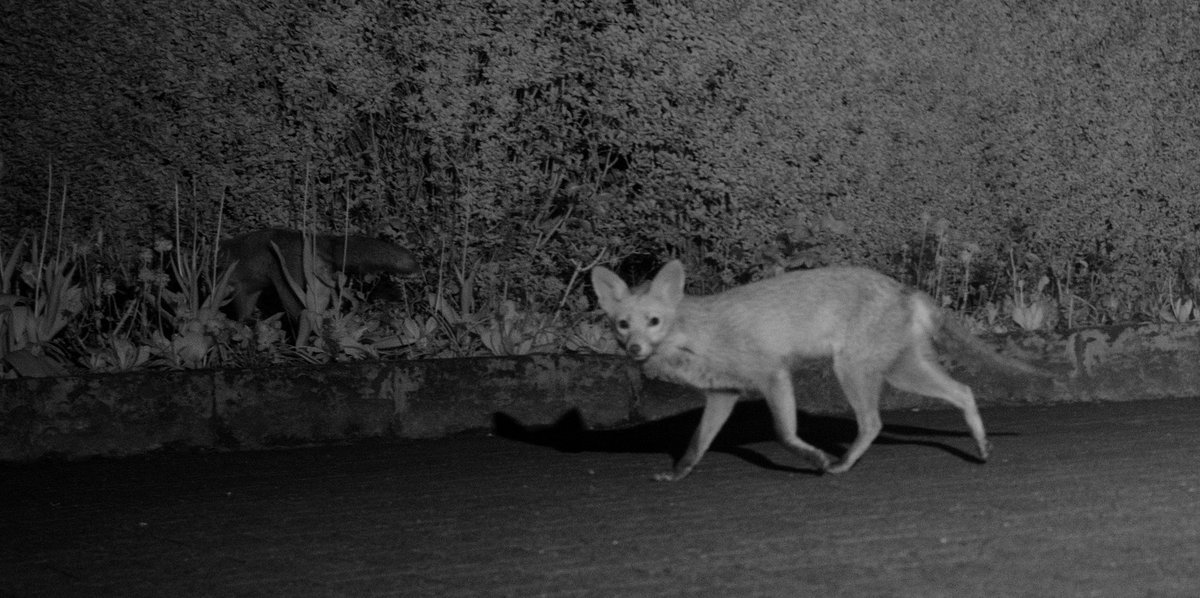 @NoushsDad <a href="/katemacrae/">WildlifeKate</a> <a href="/HIKVISIONUK/">HIKVISION UK & Ireland</a> IR illumination is what trailcams use at night btw.
This is from my modified Nikon D610 &amp; IR Flash run as a camera trap
The camera will not see colour normally after being modded.
Hope this helps