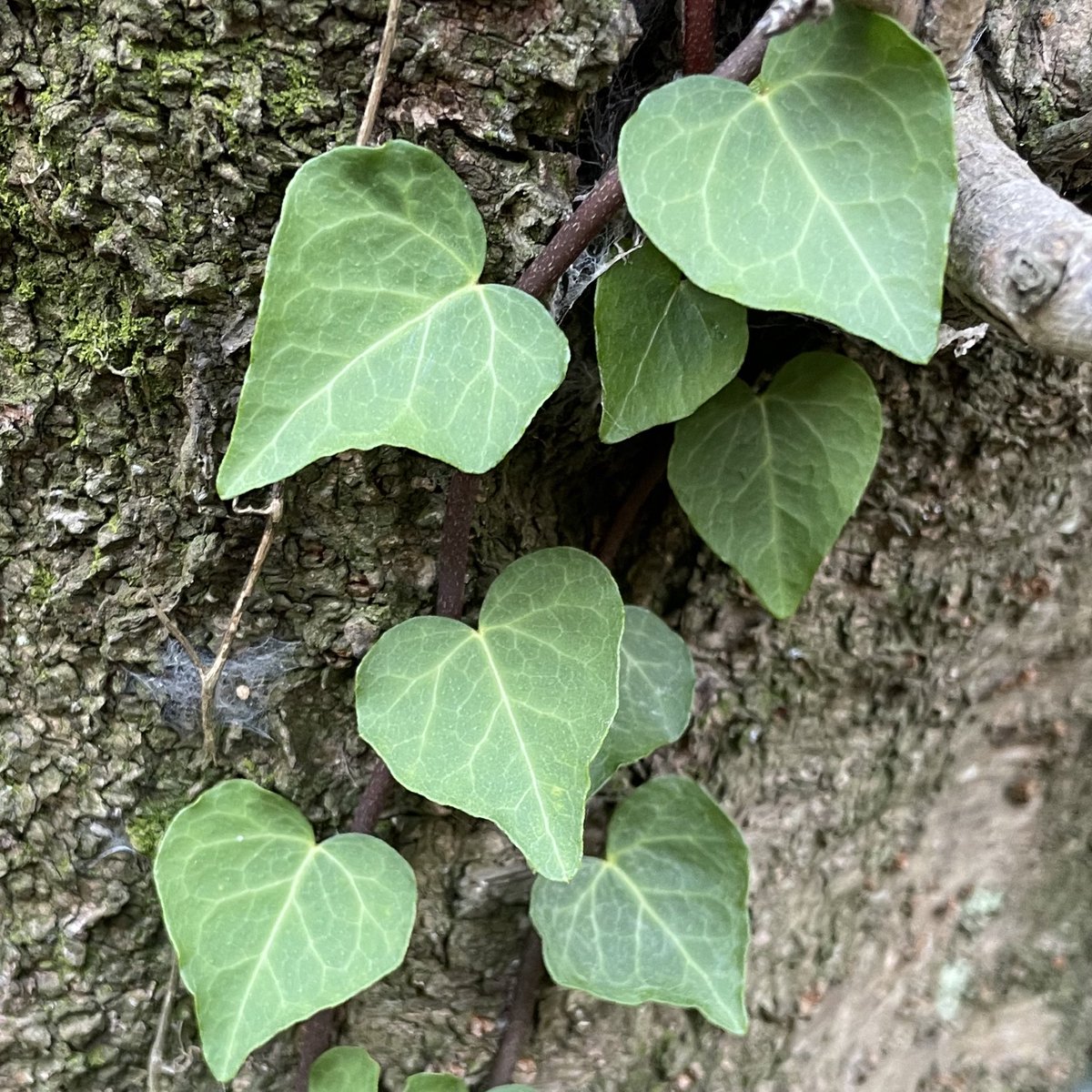 セイヨウキヅタ