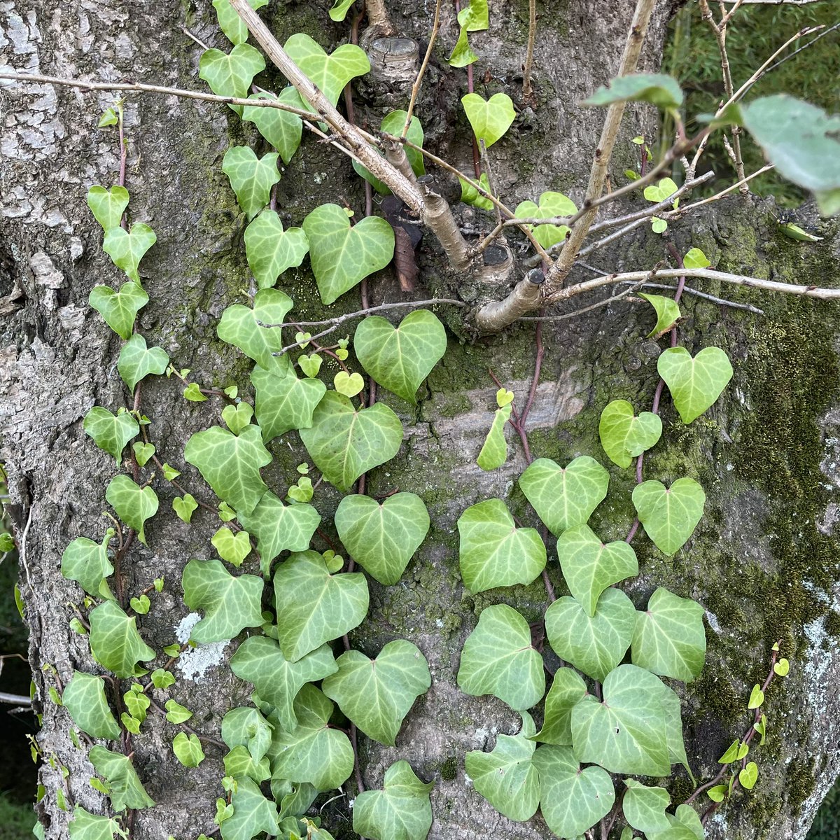 西洋木蔦 Cruzenunes Com Br 西洋木蔦 Cruzenunes Com Br