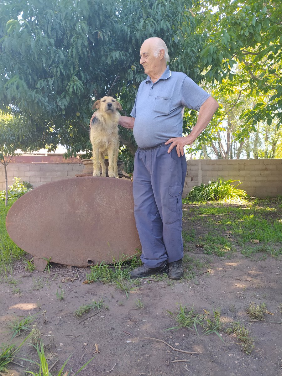 _kaldr's tweet photo. Dejo estas fotos por acá para que vean lo hermoso que es mi abuelo con el perrito que rescato hace dos años 🥺😭 https://t.co/ZhZXkjtP2H
