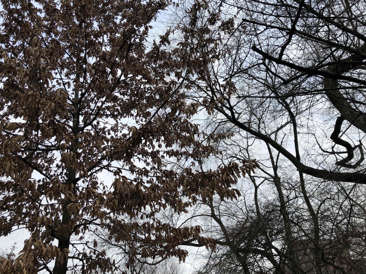 feldstej's tweet photo. #tuesdaymood #tuesdayphoto #tuesdaytrees #tuesdaywalk #tuesdaywellness #tuesdayvibe #tuesdayview #cityphotography #pathologistphotography #trees #nyc #sunsetphotography #amateurphotography https://t.co/yShxIcbP2z