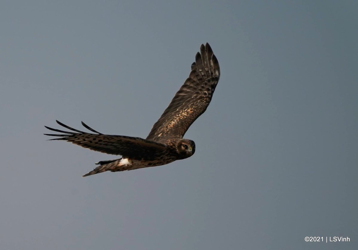 FairviewParkCM's tweet photo. Hail to the Queen of Fairview Park, Northern Harrier. #birdwatching #birds #ecology #NaturePhotography #naturelovers 

RP by Lam-Son Vinh
📷Lam-Son Vinh https://t.co/3zB0lBn17F