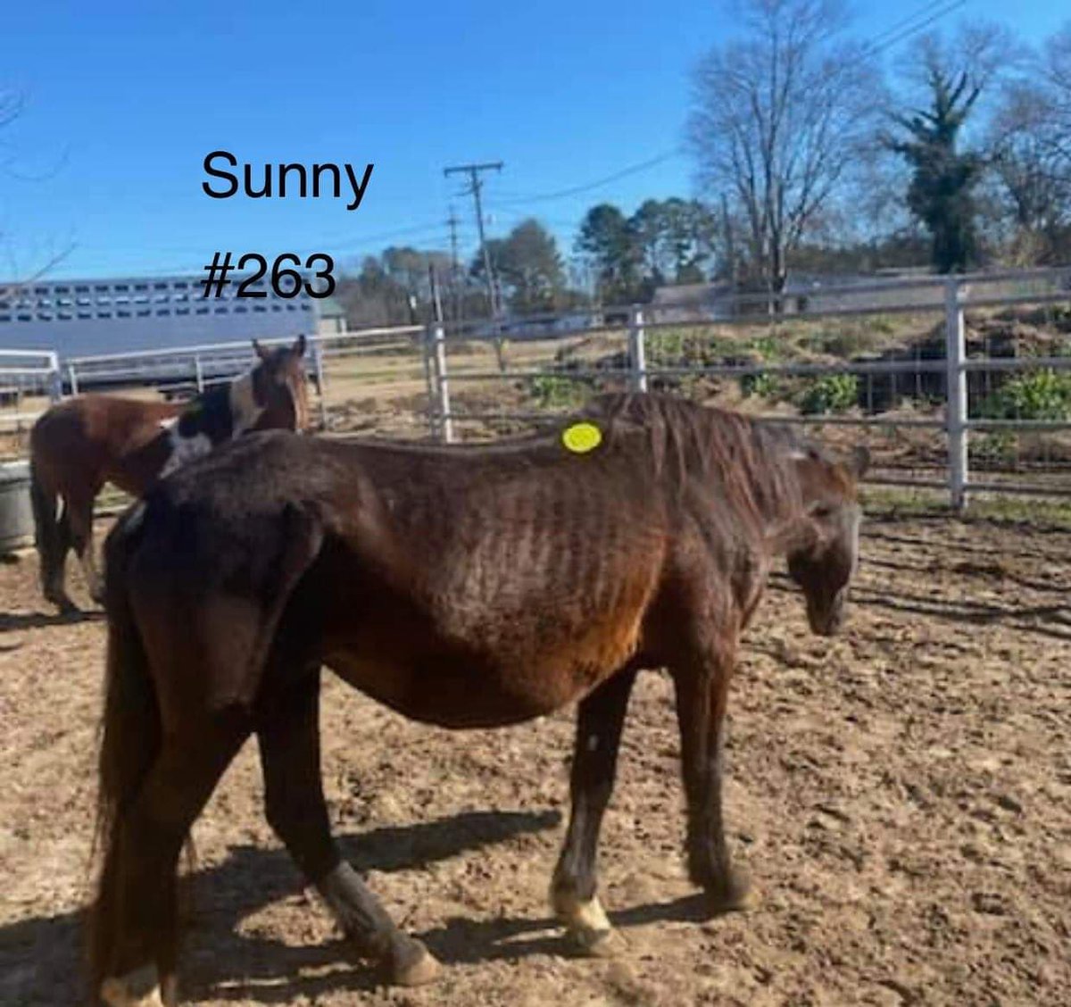 moodysally1's tweet photo. #Urgent Heavy Bred mustang🐎mare in bad condition in LA kill pen needs OUT NOW has approved home need 1/2 bail $387 Please Share Donate #SaveourMustangs #Yes2Safe https://t.co/Z55sAz3dDb https://t.co/YTOWj95vFE