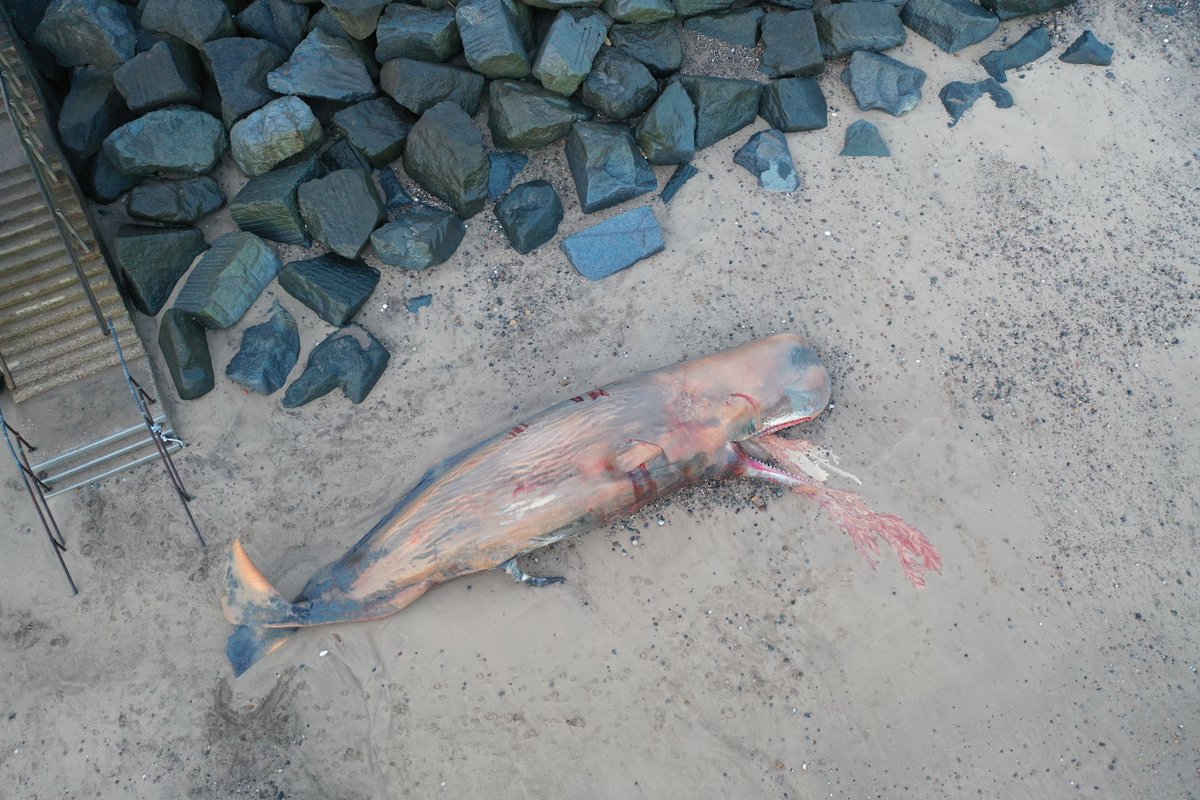 Two bodies disappeared on tides following Christmas Eve stranding. Logistically challenging to examine other bodies and too decomposed to allow meaningful pathological investigation- but able to collect data and samples from all five whales remaining onsite  #CSIoftheSea