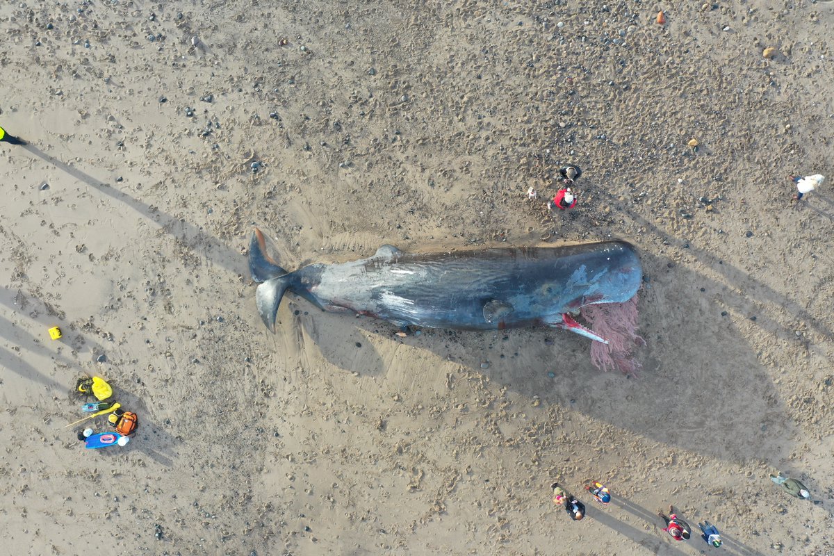 Two bodies disappeared on tides following Christmas Eve stranding. Logistically challenging to examine other bodies and too decomposed to allow meaningful pathological investigation- but able to collect data and samples from all five whales remaining onsite  #CSIoftheSea
