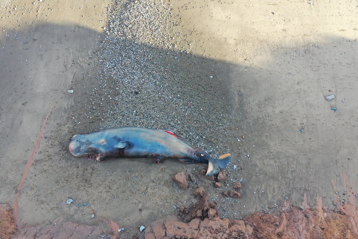Two bodies disappeared on tides following Christmas Eve stranding. Logistically challenging to examine other bodies and too decomposed to allow meaningful pathological investigation- but able to collect data and samples from all five whales remaining onsite  #CSIoftheSea