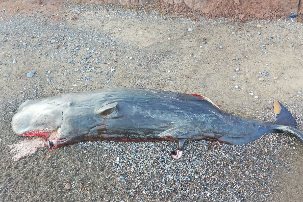 Two bodies disappeared on tides following Christmas Eve stranding. Logistically challenging to examine other bodies and too decomposed to allow meaningful pathological investigation- but able to collect data and samples from all five whales remaining onsite  #CSIoftheSea