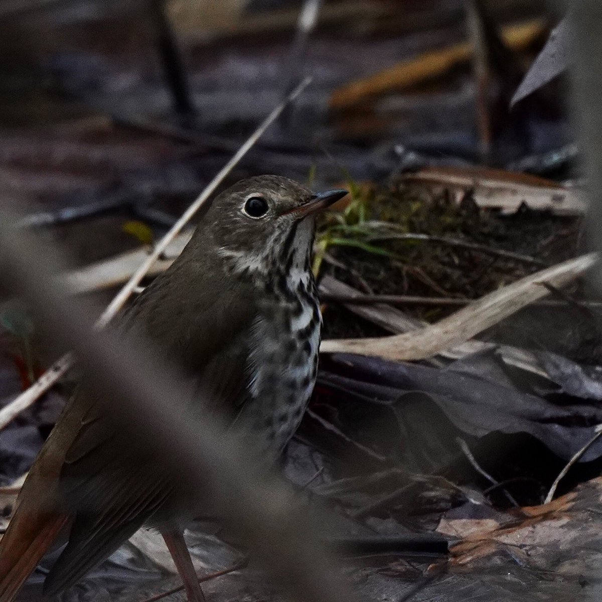 This little Hermit Thrush was so blendy in the brush and undergrowth, but also so cute!
#mdbirding #birdlovers #birdphotography #wildlifephotography #thrush #bird #photo #photography #nature #wildlife #Maryland #artist #photographer #birding #art #dailyphoto #PictureOfTheDay