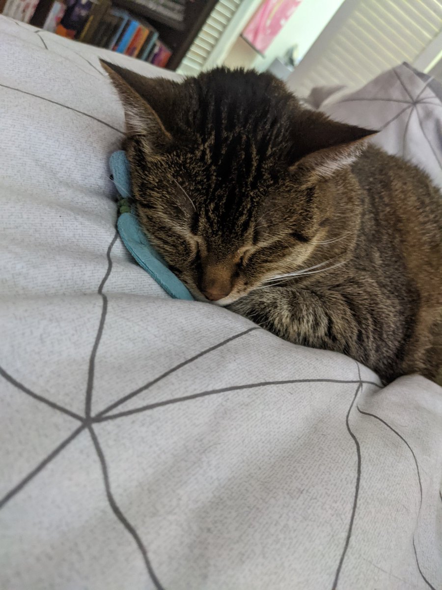 hakuslug's tweet photo. My roommate found her lost turtle friend :) https://t.co/7TrY2gA5IO