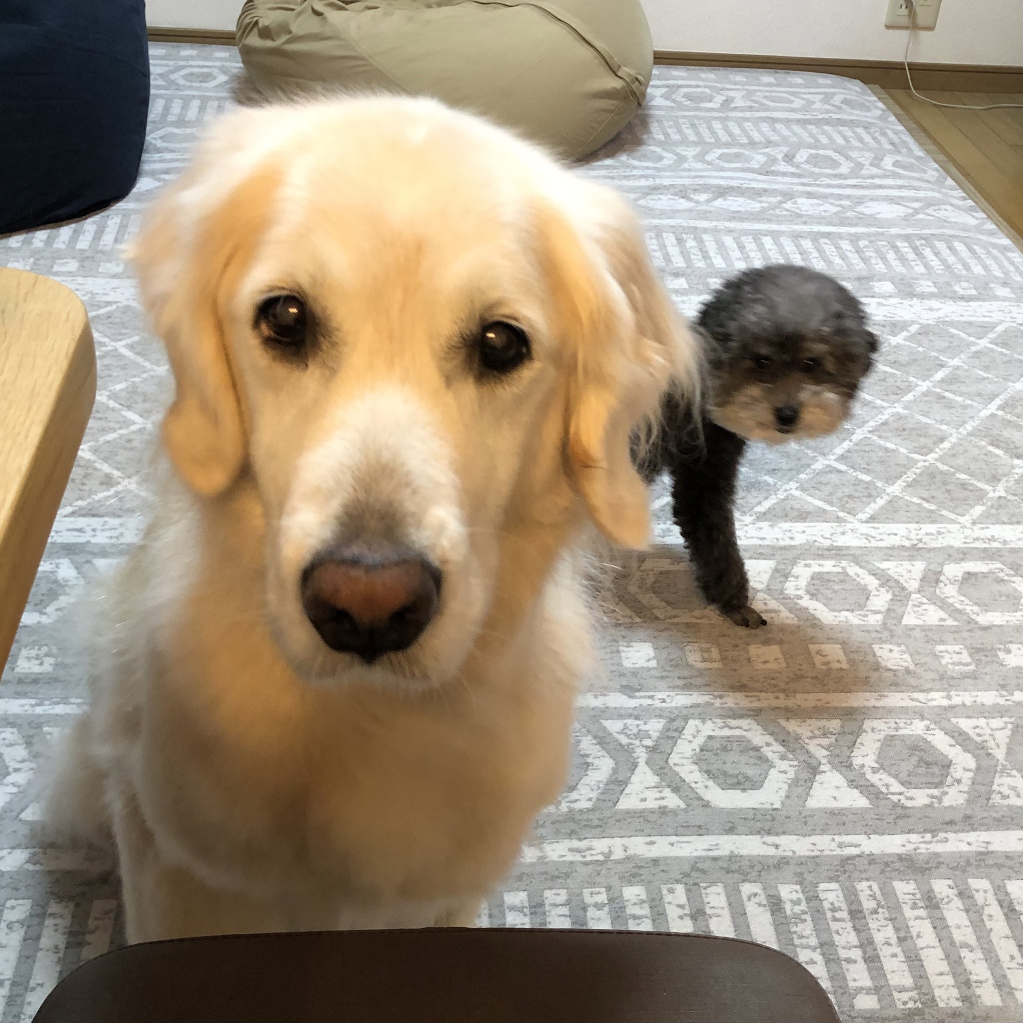 吉井 大きい犬はゴールデンレトリーバー 13歳 で 小さい犬はトイプードルです Lineスタンプあります 第一弾 T Co Awetevvjcx 第二弾 T Co O3a8vz2e4c T Co Xemi53tcud Twitter 吉井 大きい犬はゴールデンレトリーバー 13歳 で 小さい犬はトイプードルです Lineスタンプあります 第一弾 T Co Awetevvjcx 第二弾 T Co O3a8vz2e4c T Co Xemi53tcud Twitter
