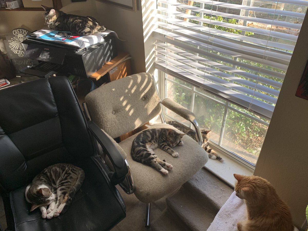 anakintwolegs's tweet photo. Sleeping Boys 😻 Anakin, Mika, Kazu, Romeo, Quincy & Forrest 💙 #sleepingcats #sleepingcatsofinstagram #sleepingcat #sleepingkitten #sleepingkittens #twoleggedcat #2leggedcat #anakintwolegs #catnap #catnaps #catnapping #catsnapping https://t.co/swIgveR9i0