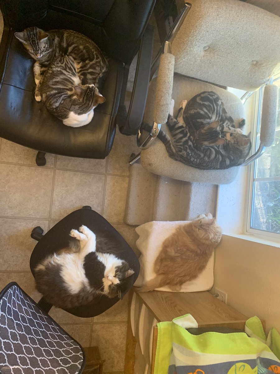 anakintwolegs's tweet photo. Sleeping Boys 😻 Anakin, Mika, Kazu, Romeo, Quincy & Forrest 💙 #sleepingcats #sleepingcatsofinstagram #sleepingcat #sleepingkitten #sleepingkittens #twoleggedcat #2leggedcat #anakintwolegs #catnap #catnaps #catnapping #catsnapping https://t.co/swIgveR9i0