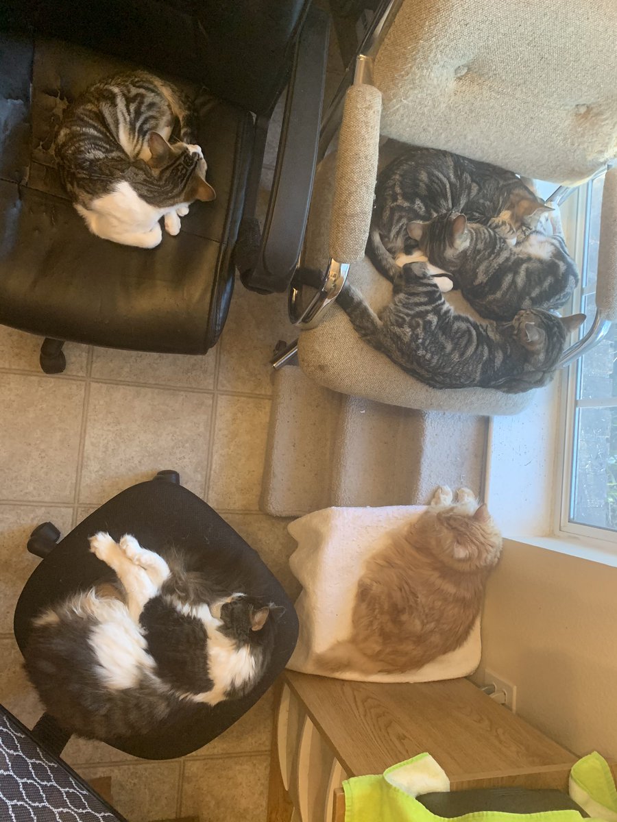 anakintwolegs's tweet photo. Sleeping Boys 😻 Anakin, Mika, Kazu, Romeo, Quincy & Forrest 💙 #sleepingcats #sleepingcatsofinstagram #sleepingcat #sleepingkitten #sleepingkittens #twoleggedcat #2leggedcat #anakintwolegs #catnap #catnaps #catnapping #catsnapping https://t.co/swIgveR9i0
