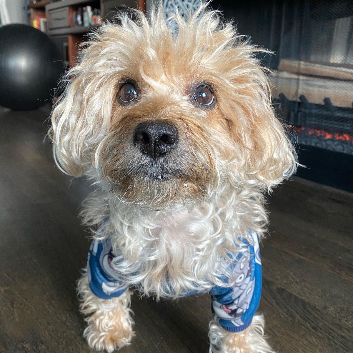 SpartyChicago's tweet photo. It’s #NationalWhippedCreamDay so I had some puppuccino (cream bits still on my beard). That was good! #dogsoftwitter https://t.co/hKPZfKVUoK