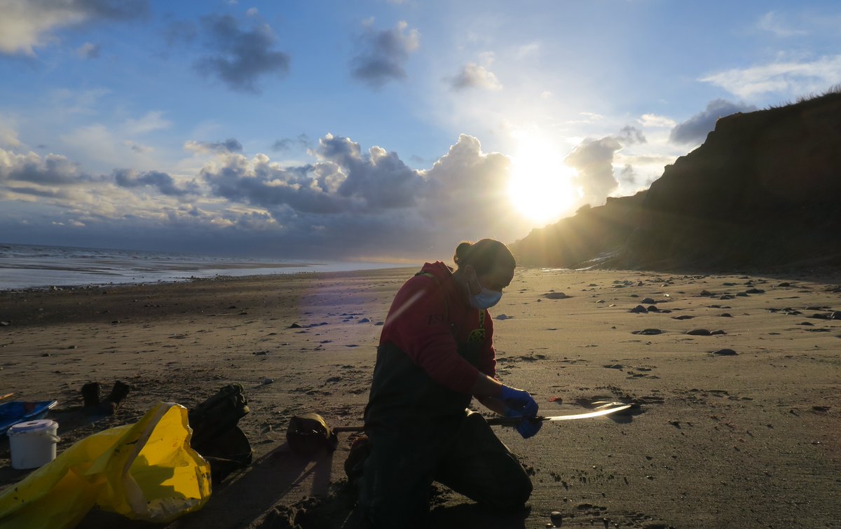 All juvenile/subadult males between 11m and 13m in length, as with nearly every other UK stranded sperm whale. Wide range of samples collected to help inform research on areas including genetics, contaminants, age and diet  #CSIoftheSea