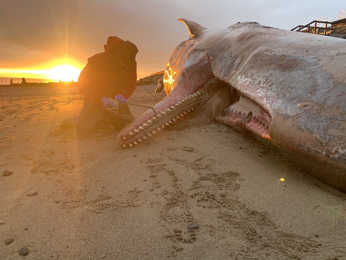 All juvenile/subadult males between 11m and 13m in length, as with nearly every other UK stranded sperm whale. Wide range of samples collected to help inform research on areas including genetics, contaminants, age and diet  #CSIoftheSea
