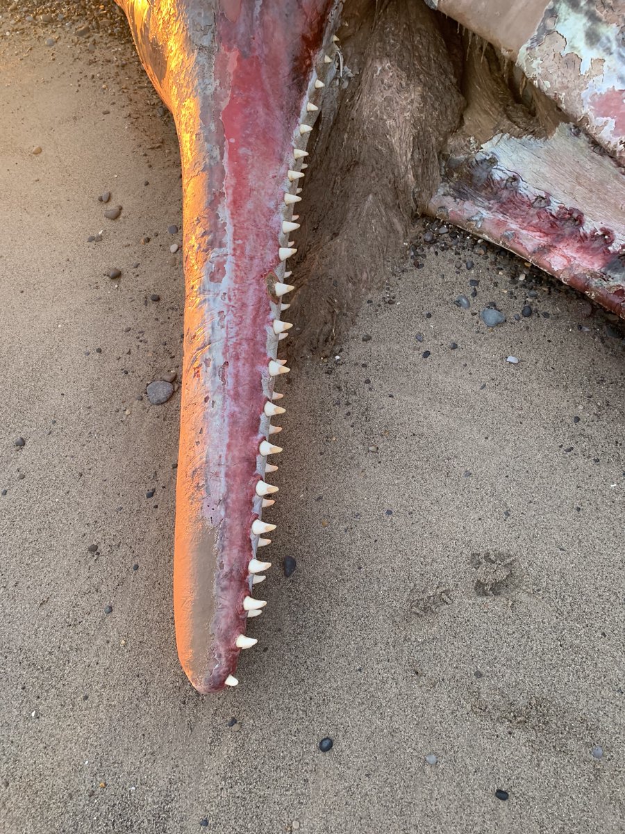 All juvenile/subadult males between 11m and 13m in length, as with nearly every other UK stranded sperm whale. Wide range of samples collected to help inform research on areas including genetics, contaminants, age and diet  #CSIoftheSea