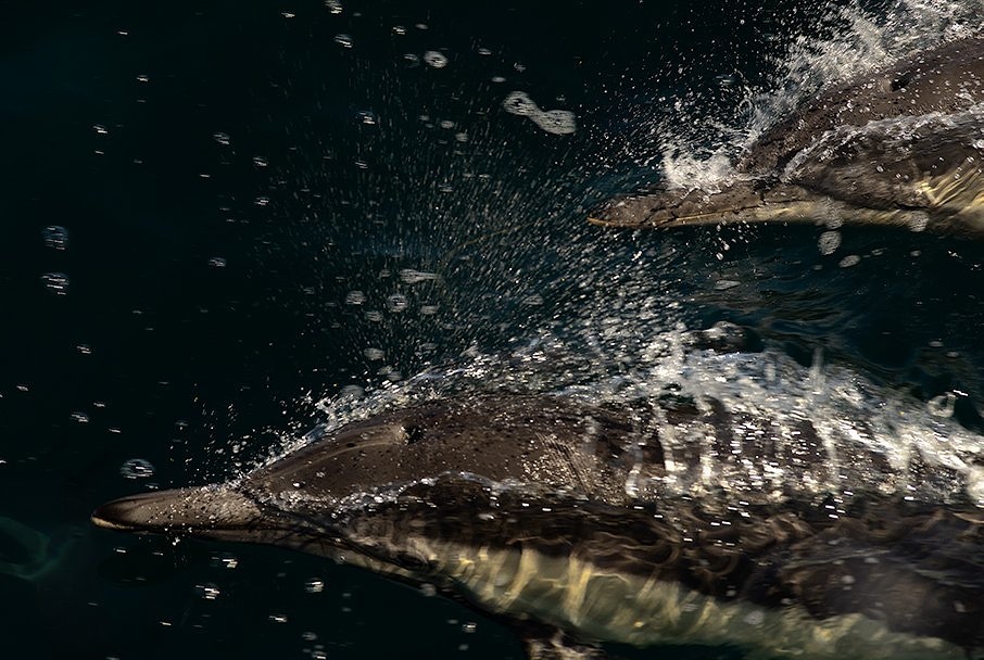 AugustsGallery's tweet photo. #channelislands #wildlife #dolphin https://t.co/72nChSuKv8