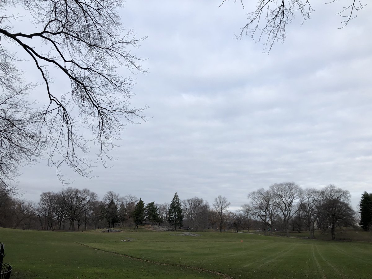 feldstej's tweet photo. #tuesdaymood #tuesdayphoto #tuesdaytrees #tuesdaywalk #tuesdaywellness #tuesdayvibe #tuesdayview #cityphotography #pathologistphotography #trees #nyc #treephotography #amateurphotography https://t.co/2TK6MOeCxd