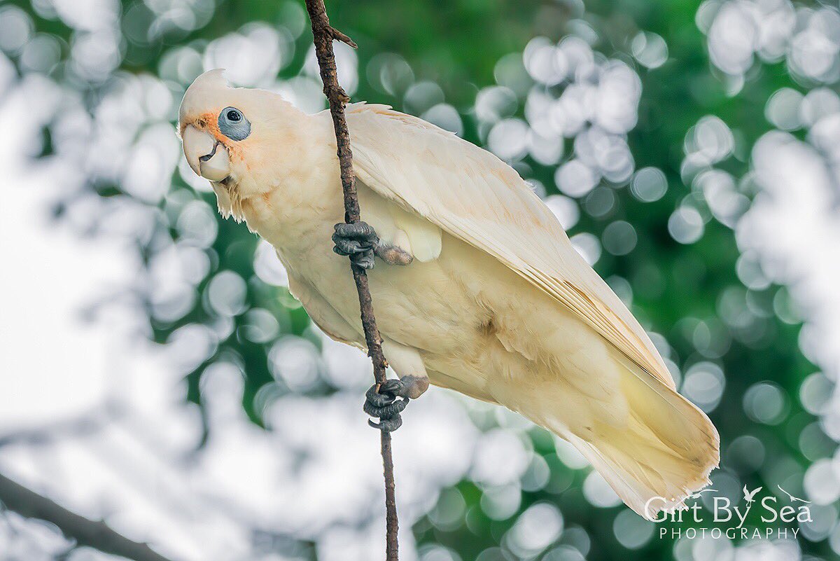GirtBySeaPhoto's tweet photo. The rowdy hijinks of this tree full of Little Corellas kept me entertained for well over an hour at #Wareemba on Monday #birdsinbackyards #urbanbirds #canadabay #ilovesydney #summerbirding @UrbanBirdsOz https://t.co/O9dAdrPRbh