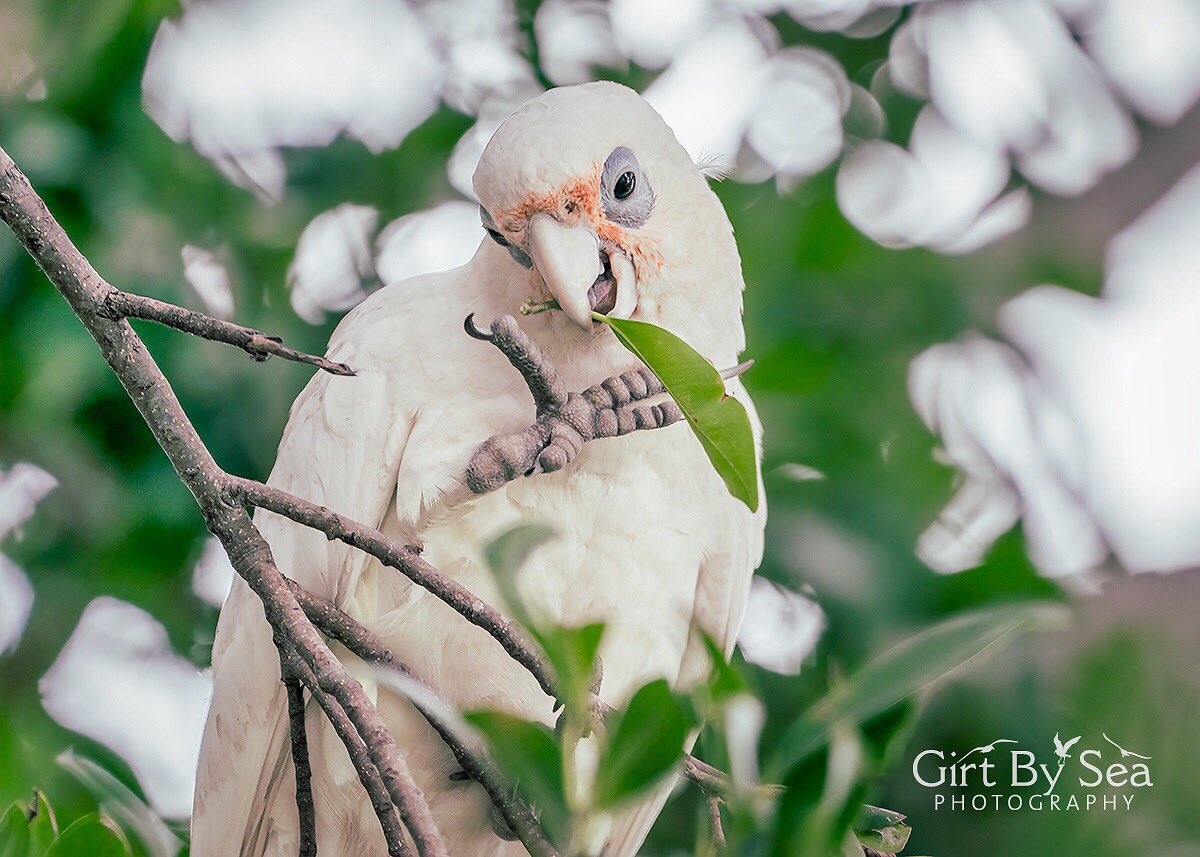 GirtBySeaPhoto's tweet photo. The rowdy hijinks of this tree full of Little Corellas kept me entertained for well over an hour at #Wareemba on Monday #birdsinbackyards #urbanbirds #canadabay #ilovesydney #summerbirding @UrbanBirdsOz https://t.co/O9dAdrPRbh