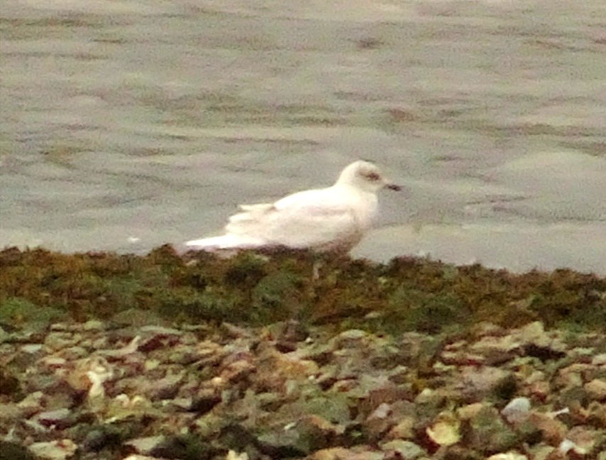 cytoimagINing's tweet photo. De regalo de Reyes una gaviota groenlandesa. Una rareza en la ría de Avilés https://t.co/CxA2KjIgjt