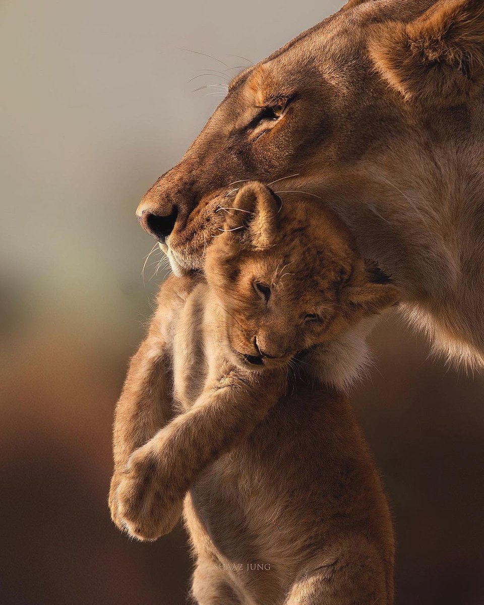 earth's tweet photo. A newborn lion cub in the jungles of Tanzania. https://t.co/xQVlujI1oG