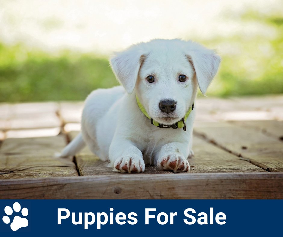 DogableNet's tweet image. See our puppies for sale!
dogable.net/category/puppi…