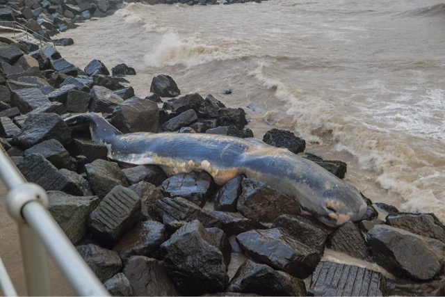 As a follow on to these updates- another  #spermwhale was reported stranded on the Norfolk coast earlier today. Given the condition, possibly one of the animals lost to the tide over Christmas at the mass stranding site  #CSIoftheSea