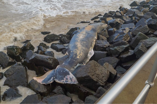 As a follow on to these updates- another  #spermwhale was reported stranded on the Norfolk coast earlier today. Given the condition, possibly one of the animals lost to the tide over Christmas at the mass stranding site  #CSIoftheSea