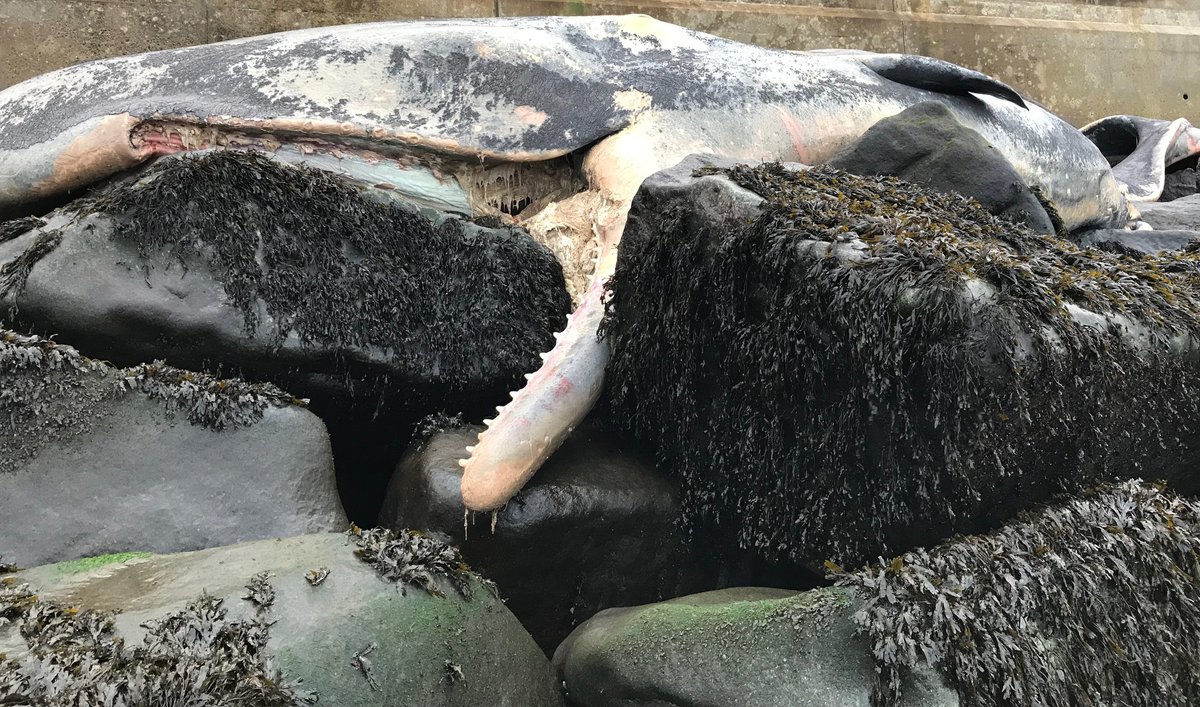 As a follow on to these updates- another  #spermwhale was reported stranded on the Norfolk coast earlier today. Given the condition, possibly one of the animals lost to the tide over Christmas at the mass stranding site  #CSIoftheSea