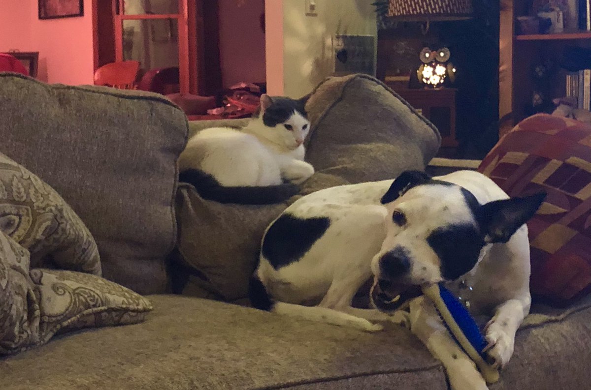 redheadb3's tweet photo. I think we’re gonna just start calling the cat “Crusher.” #Catloaf #Casshole https://t.co/LLRQ7stBba