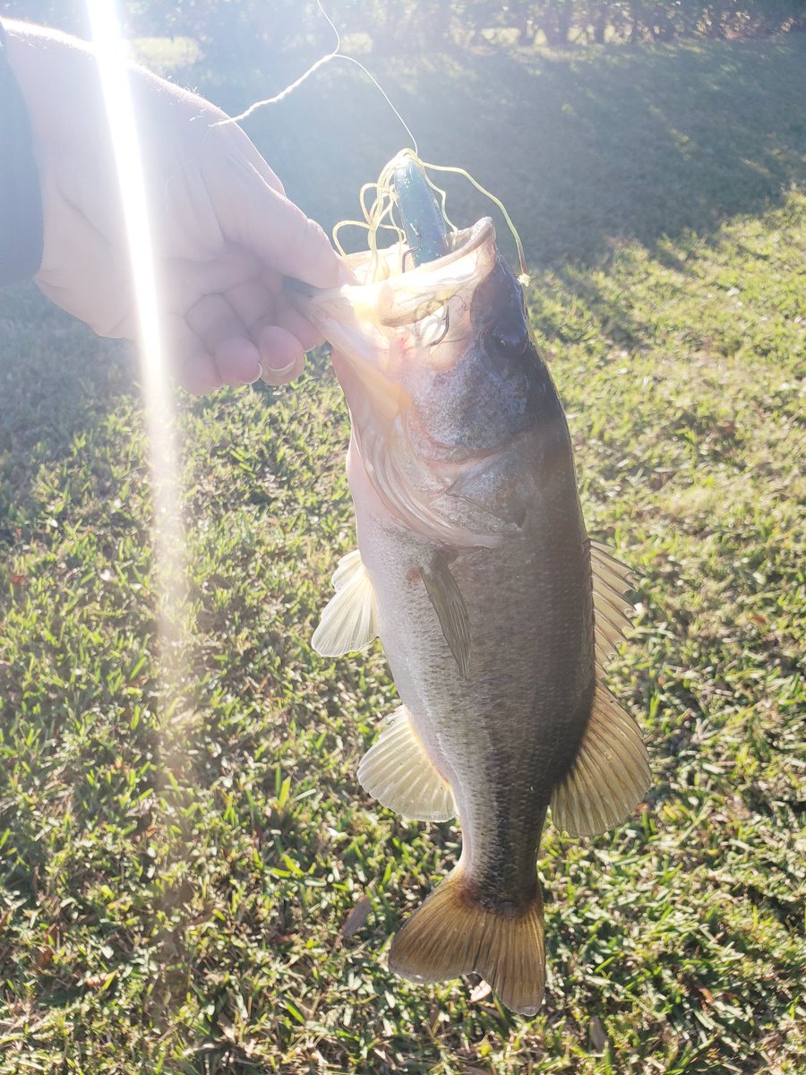 firequeen911's tweet photo. This is why I love #Florida! Fresh water to salt water in the same day with my sweetheart!π£πΊπ²β€π
#SouthernFishingMomma
#Sunshineandfishing
#SoonToBeMrsJohnson https://t.co/WT52k7Mco0