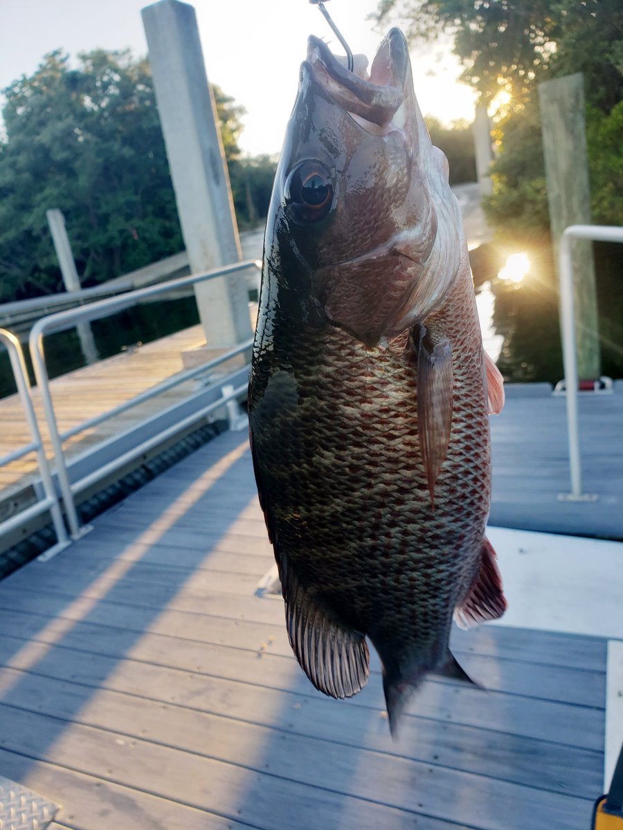 firequeen911's tweet photo. This is why I love #Florida! Fresh water to salt water in the same day with my sweetheart!π£πΊπ²β€π
#SouthernFishingMomma
#Sunshineandfishing
#SoonToBeMrsJohnson https://t.co/WT52k7Mco0