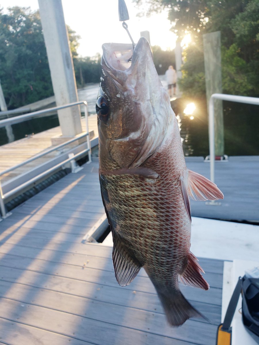 firequeen911's tweet photo. This is why I love #Florida! Fresh water to salt water in the same day with my sweetheart!π£πΊπ²β€π
#SouthernFishingMomma
#Sunshineandfishing
#SoonToBeMrsJohnson https://t.co/WT52k7Mco0