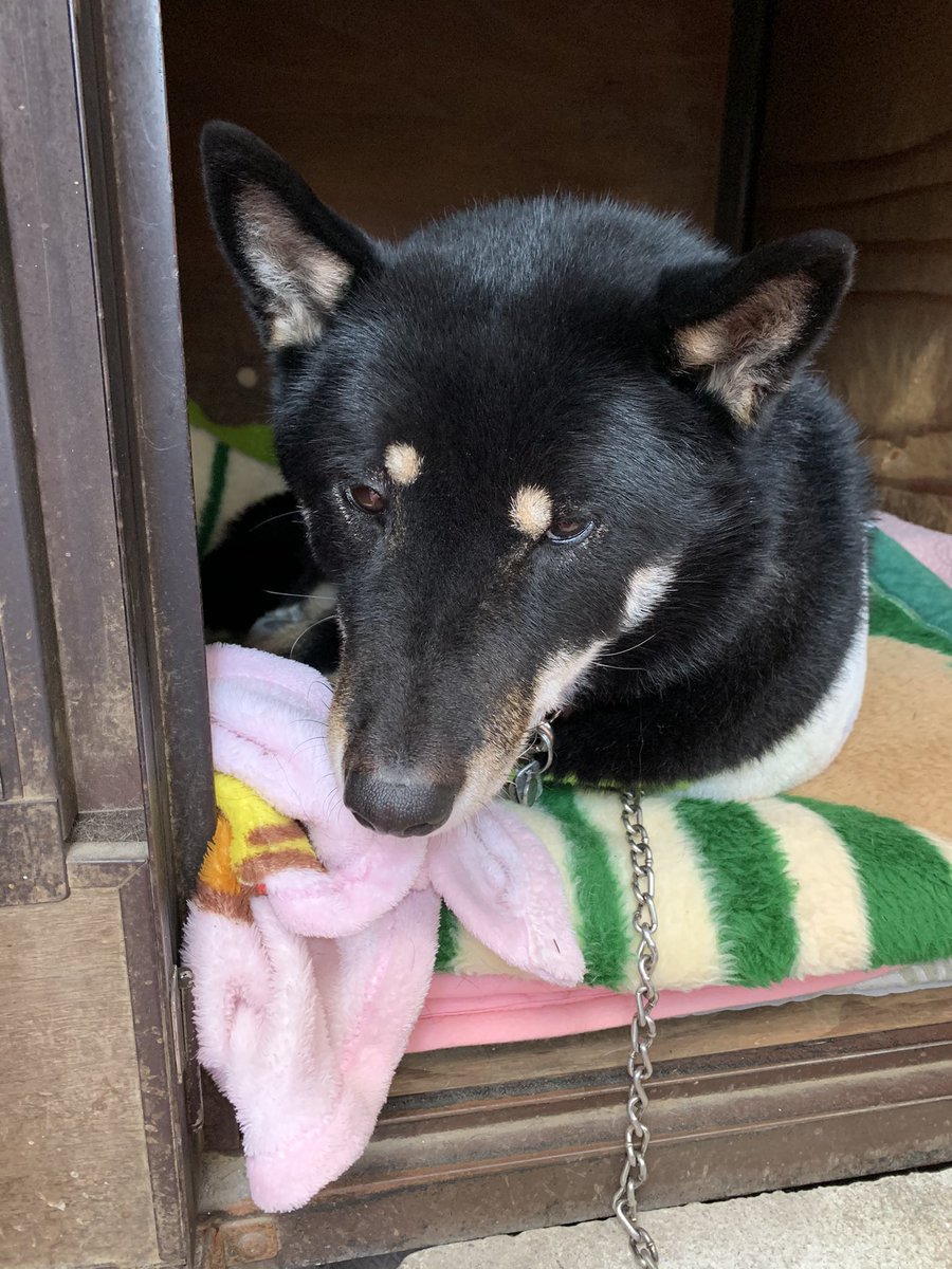 天弓号 イケメンすぎる四国犬 今朝の推し 四国犬 天弓号 イケメンすぎる四国犬 今朝の推し 四国犬