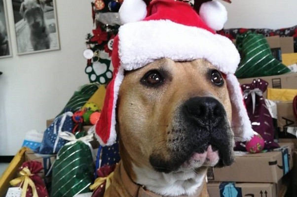 PacoZeaCom's tweet photo. Los perritos del Metro han recibido 1,200 cartas para los Reyes Magos https://t.co/Yr5Za8Fn4k https://t.co/ZatU6xbP9u