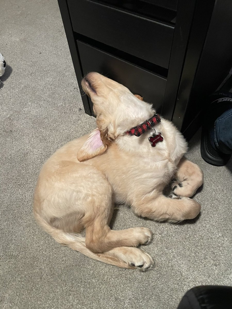 Jackson_Slick's tweet photo. This is how Sora fell asleep the other day. Such a goof https://t.co/RAThPGYFPC