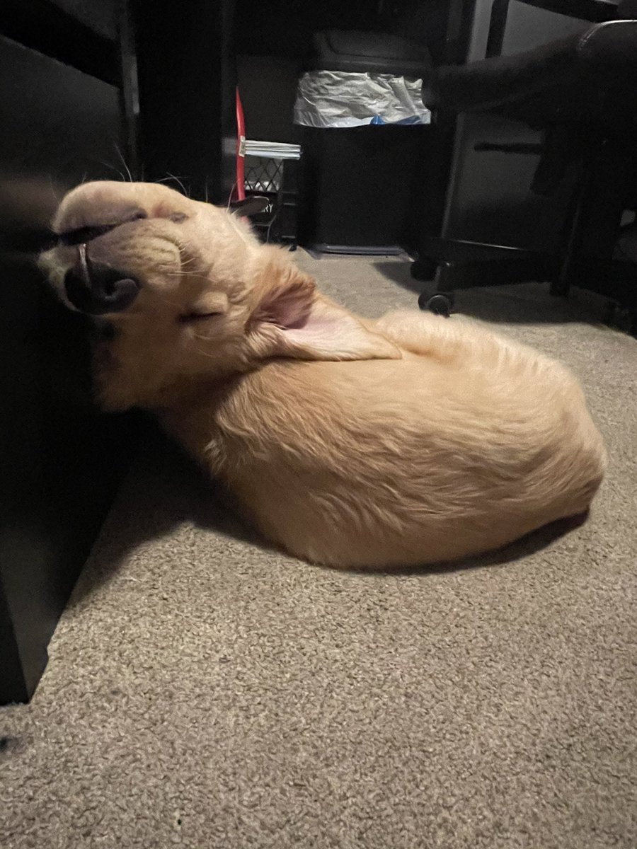 Jackson_Slick's tweet photo. This is how Sora fell asleep the other day. Such a goof https://t.co/RAThPGYFPC
