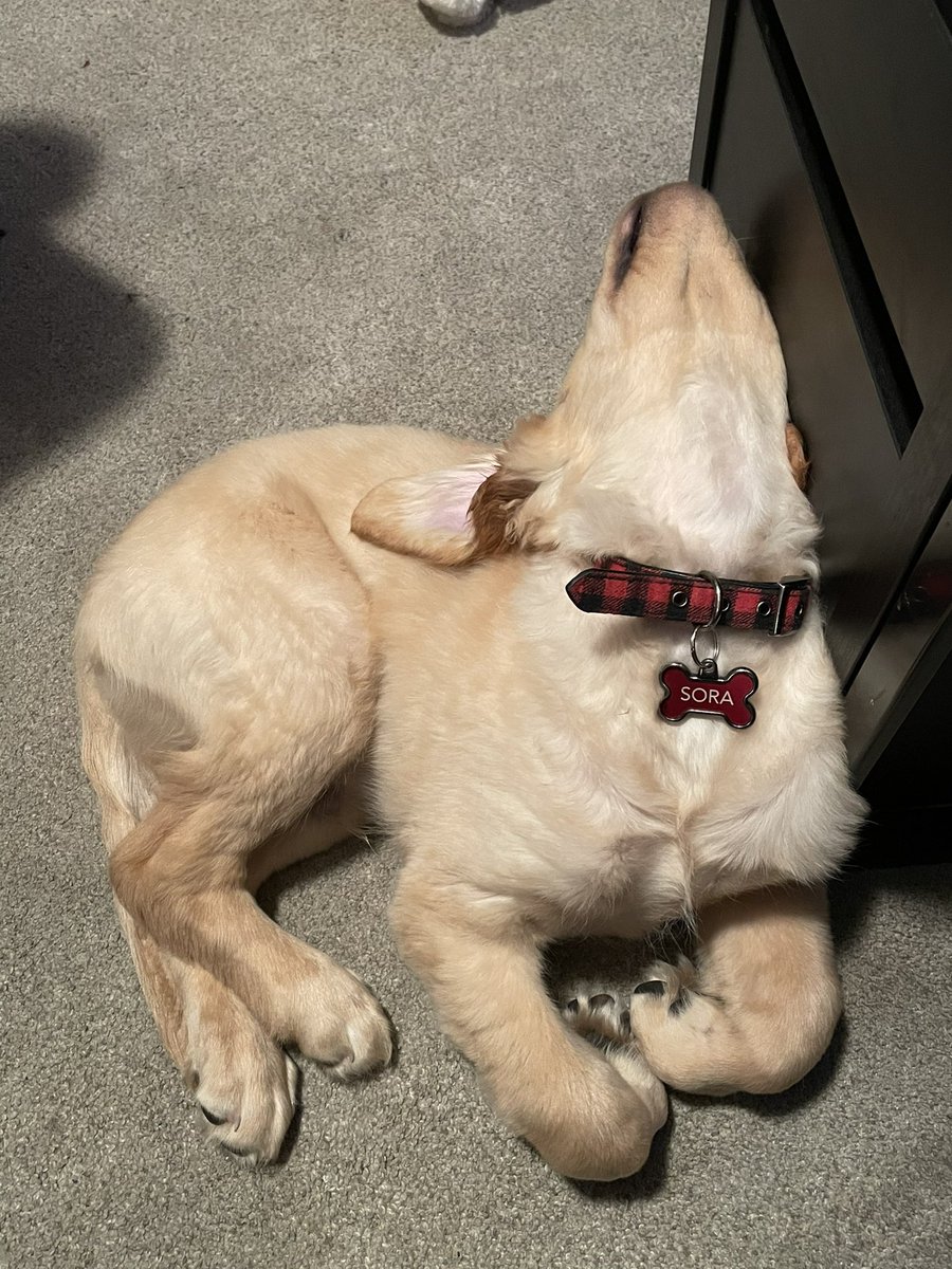 Jackson_Slick's tweet photo. This is how Sora fell asleep the other day. Such a goof https://t.co/RAThPGYFPC