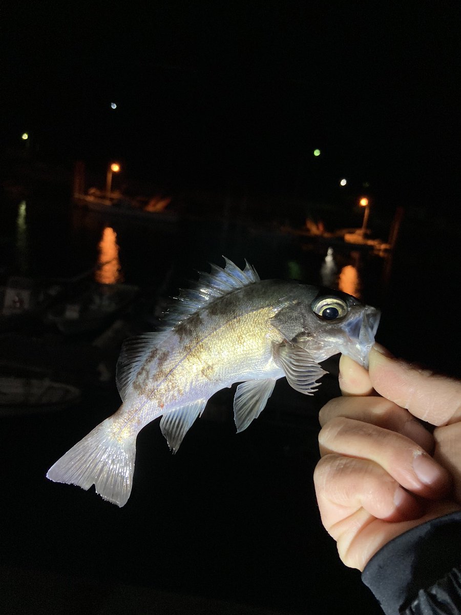 Shinyaxchon's tweet photo. 昨夜は2021年初釣り。
もちろんターゲットは「鯵」
1st fishはメバル
その後もメバル、サバと。。
鯵には出会えませんでした。
さぁ、今年も楽しく釣りしていこー。
#つり電
#f_comets https://t.co/r1iThxt94I